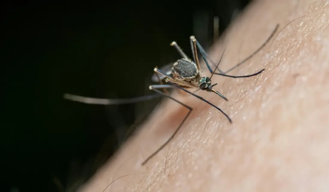 Naturalne sposoby na insekty w domu